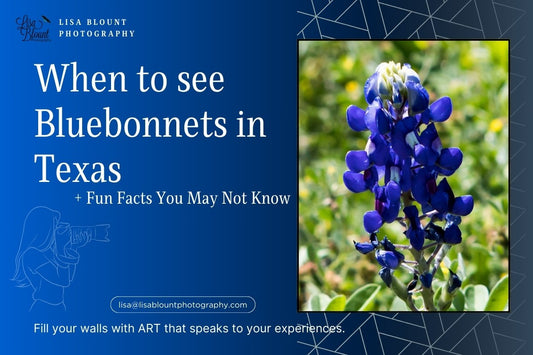 When to See Bluebonnets in Texas (and Other Fun Facts You Might Not Know)
