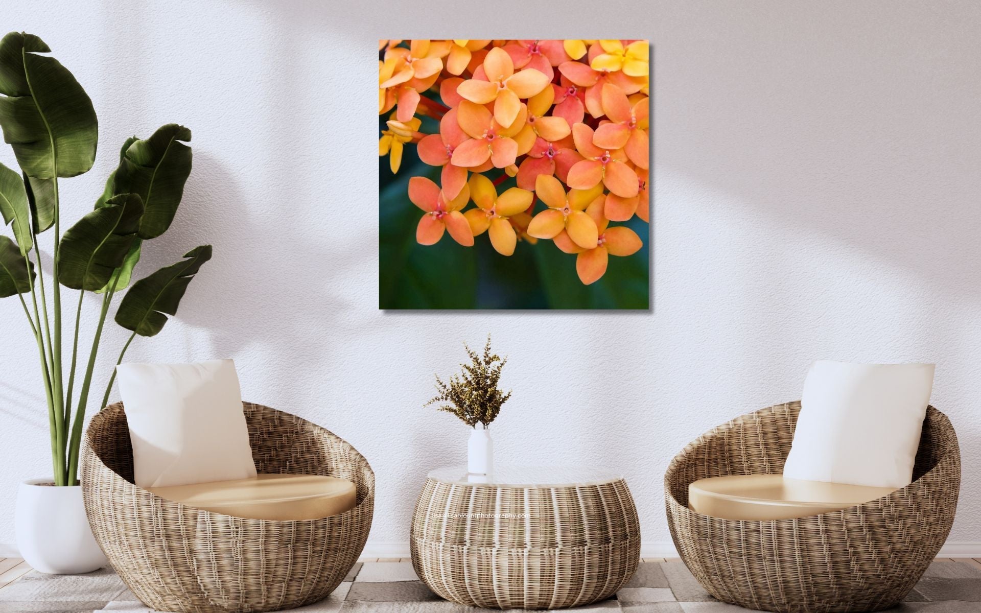 Collection of tropical themed fine art photography ranging from St Lucia pitons to jungle geraniums.