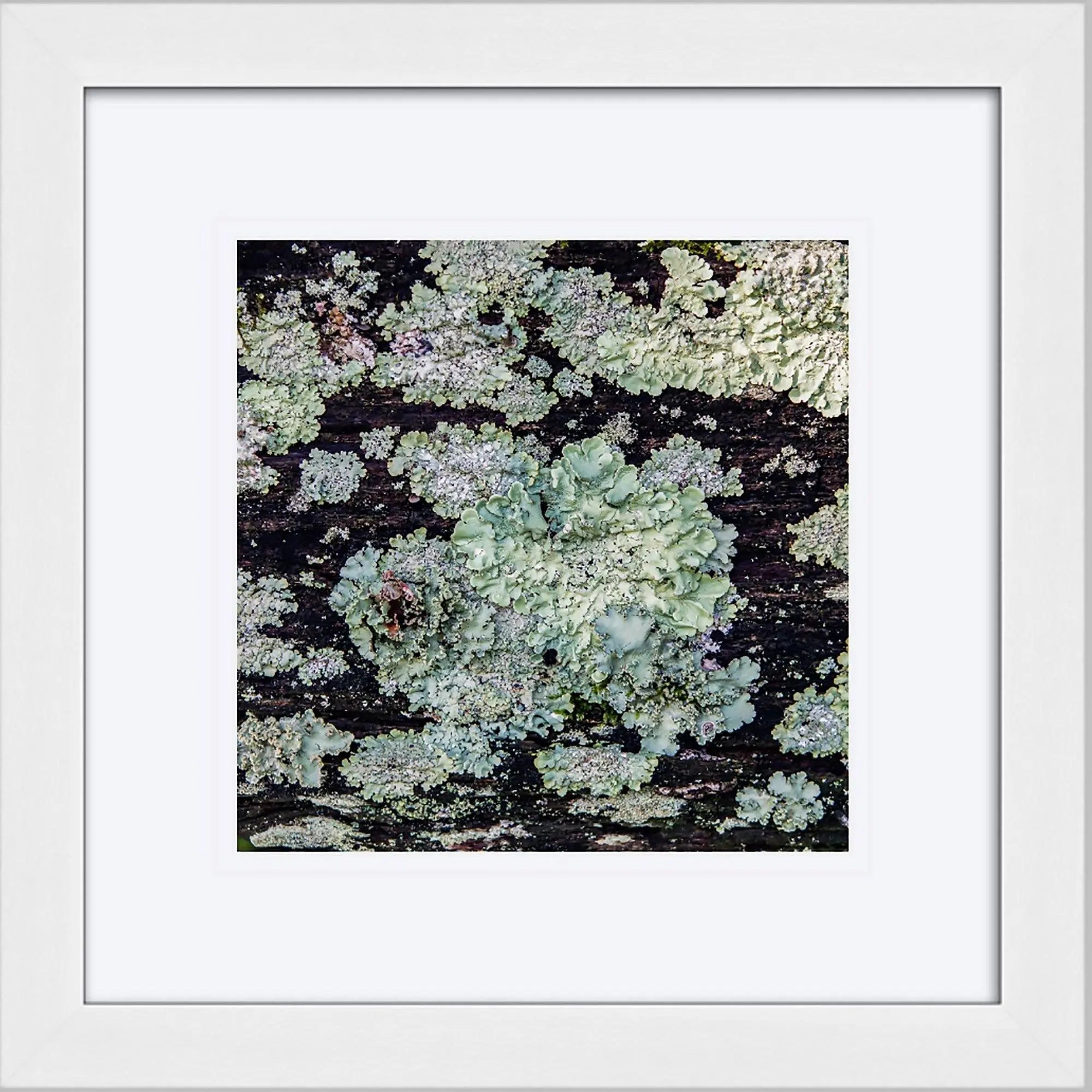 Small art prints of lichen and nature fine art