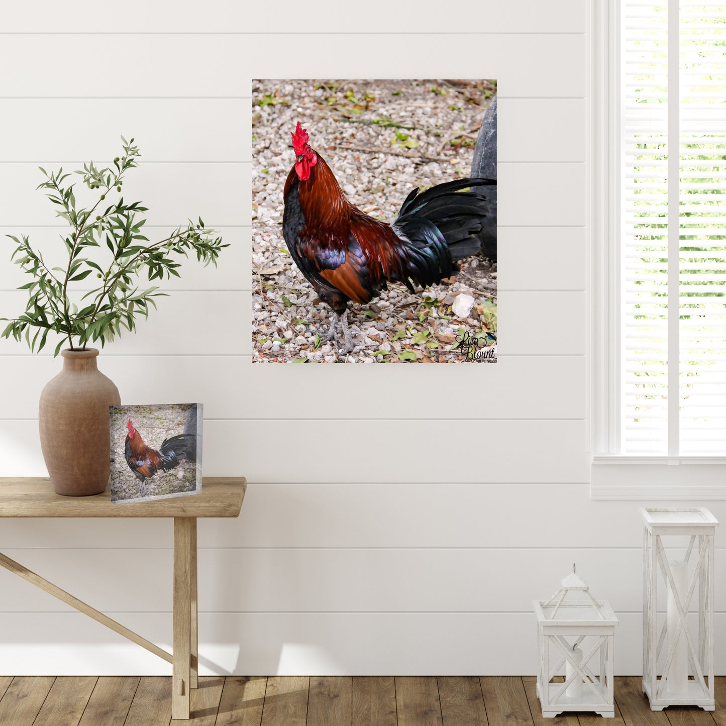 Large picture of banty rooster hanging on wall in farmhouse room with small acrylic block of same rooster on a bench for decor