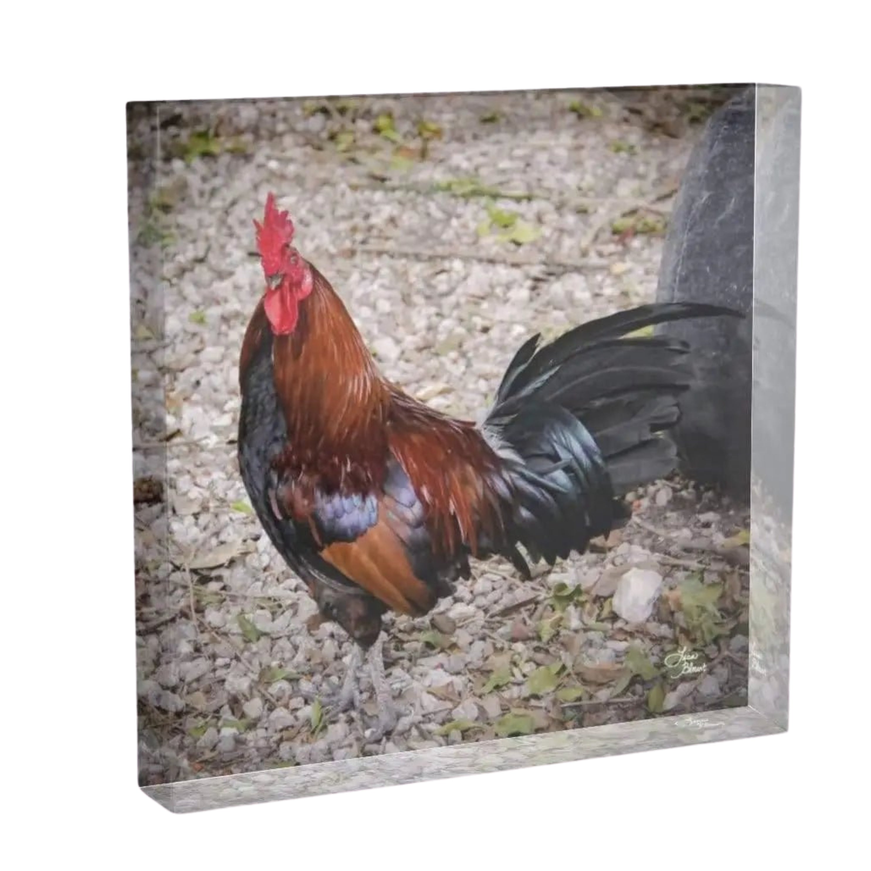 acrylic block of a colorful bantam banty rooster in key west