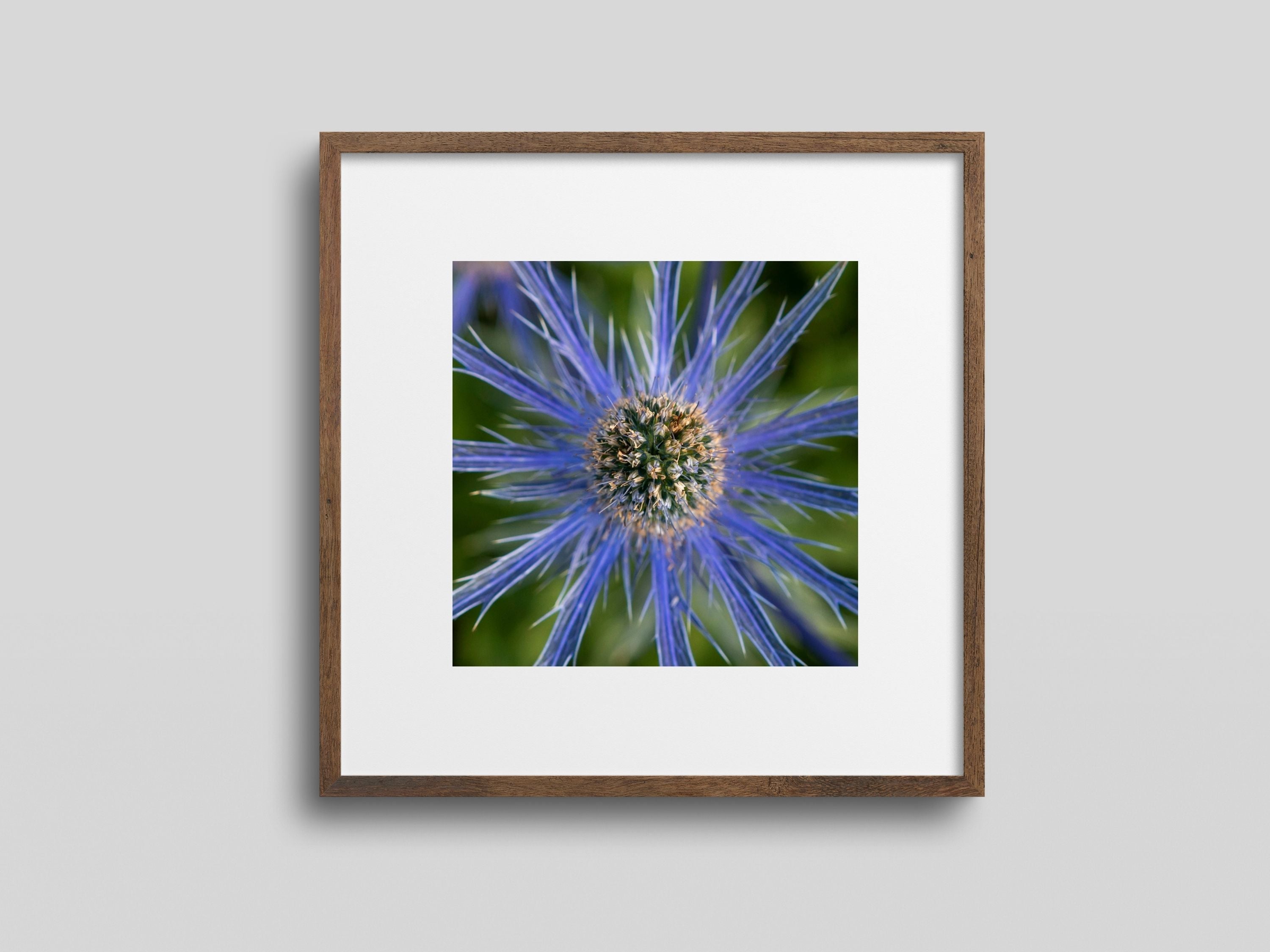 Framed 12x12 matted photograph of a blue sea holly flower on a gray background