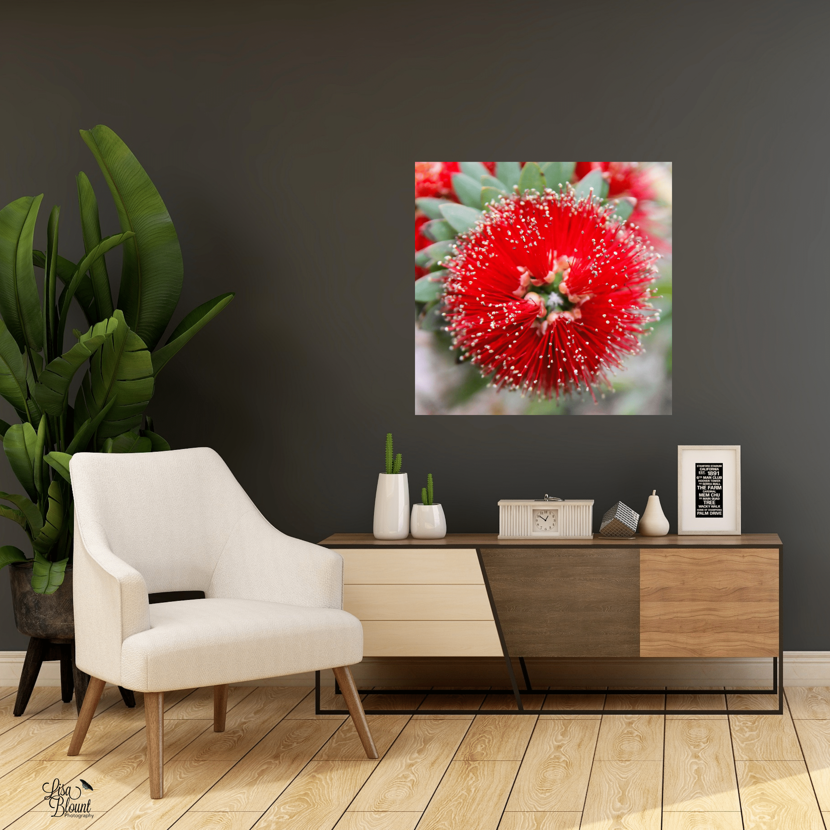 Red bottlebrush fine art print displayed on a dark accent wall above a modern chair with greenery nearby.