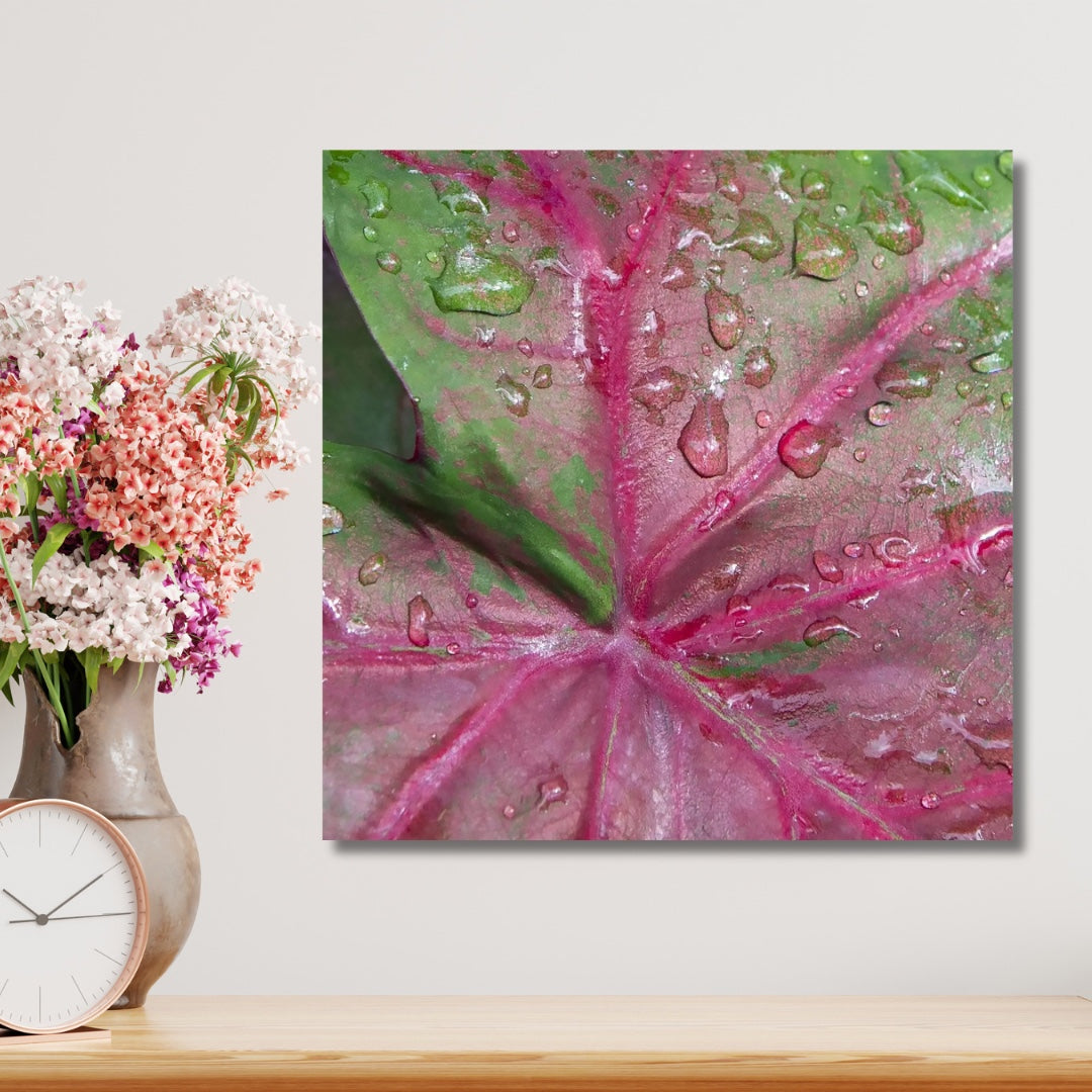 Large art of a hot pink and green caladium with water droplets on it. Hanging above a shelf near a vase of colorful flowers.