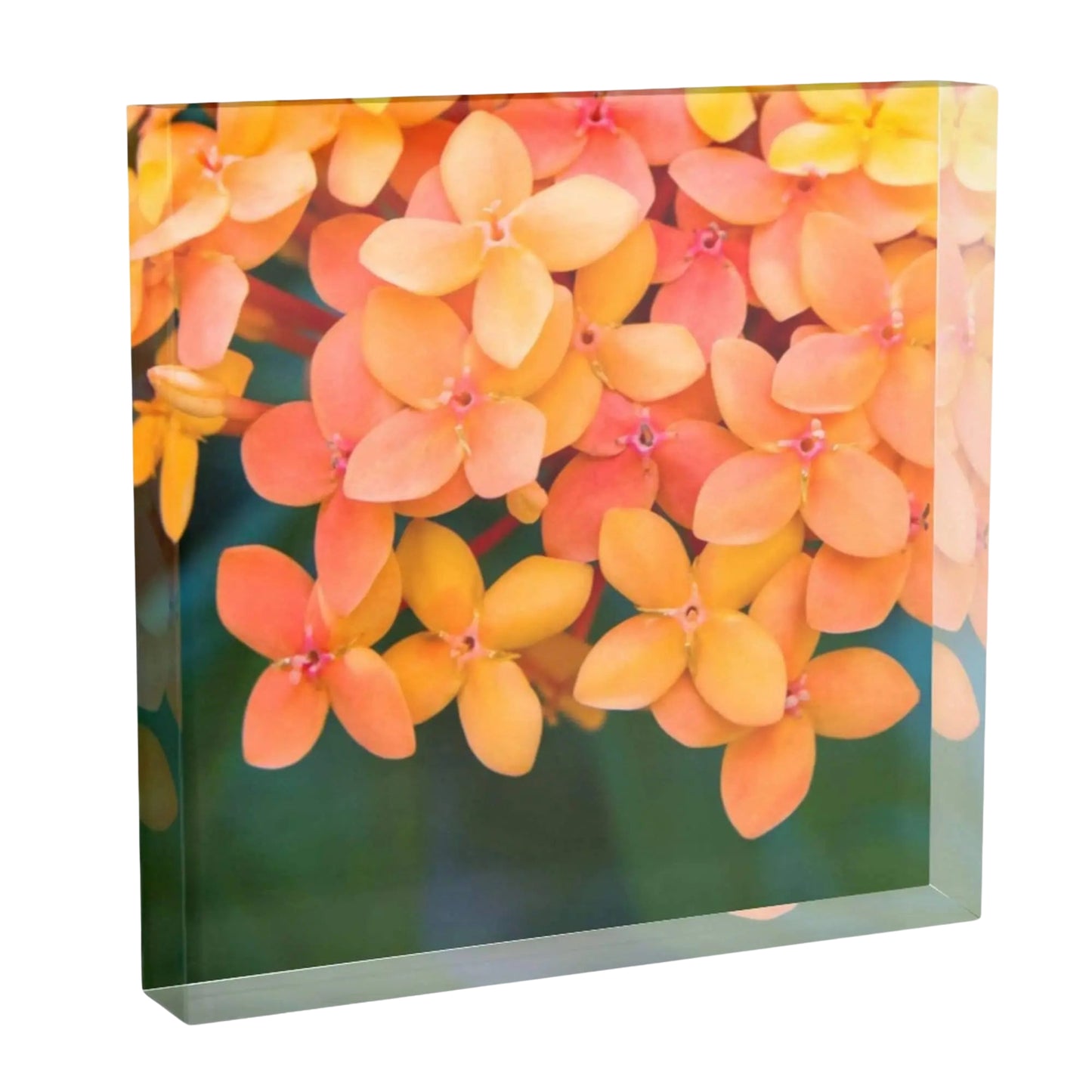 6x6 acrylic block of coral peach and orange lantana flowers shelf decor