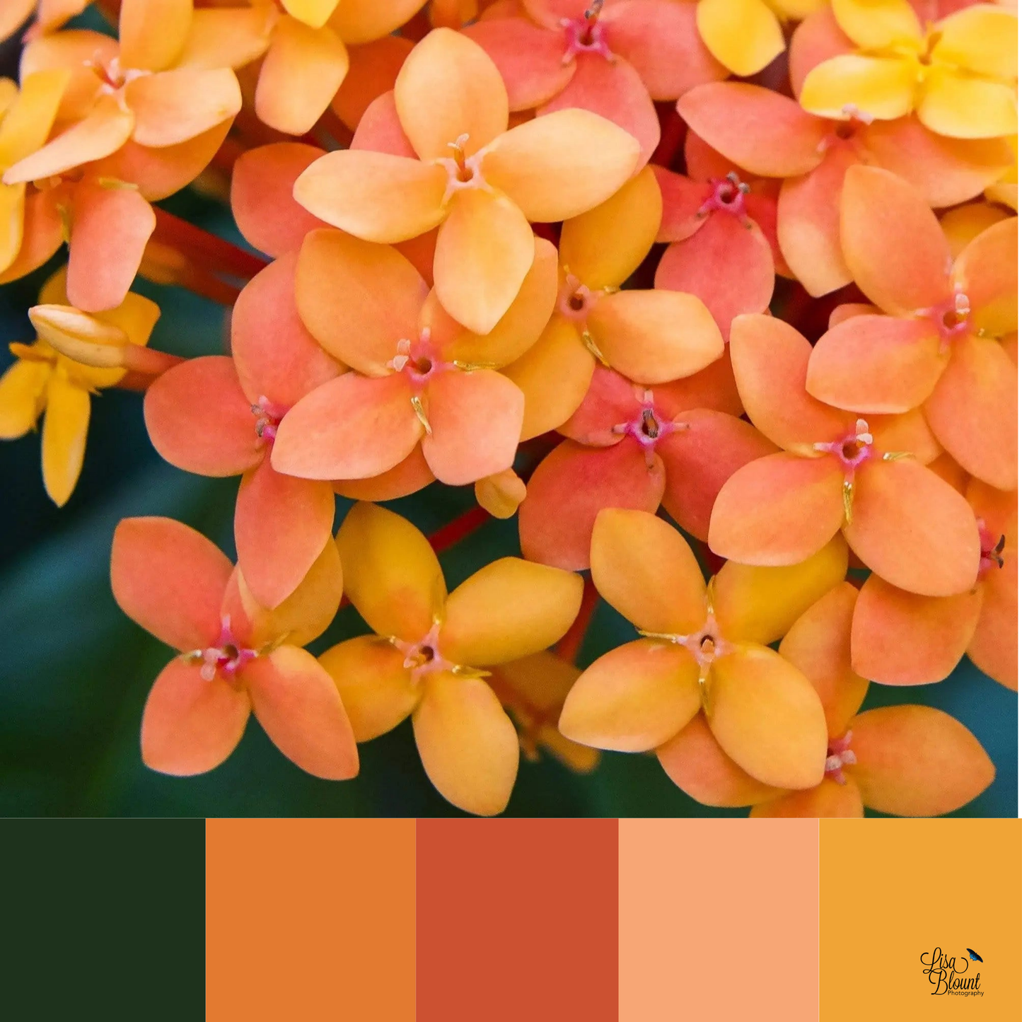 Color Palette for coral jungle geraniums