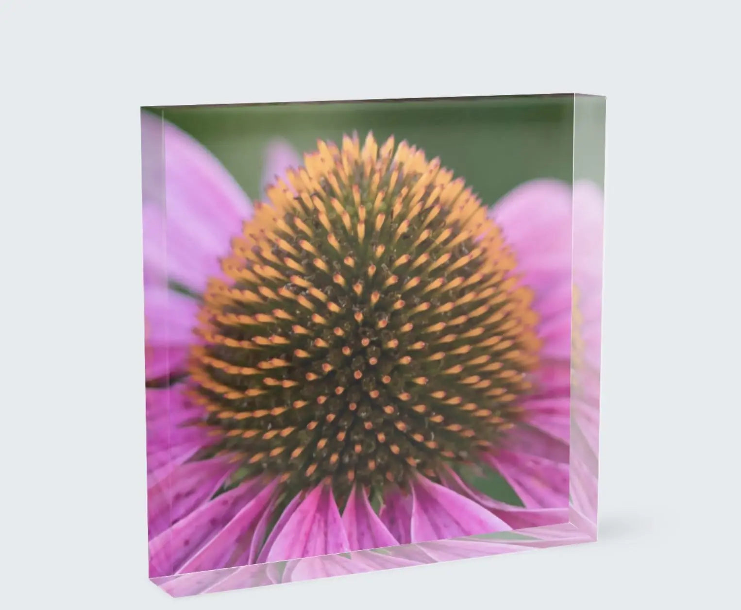 Echinacea bold bright acrylic block square fine art photography by Lisa Blount