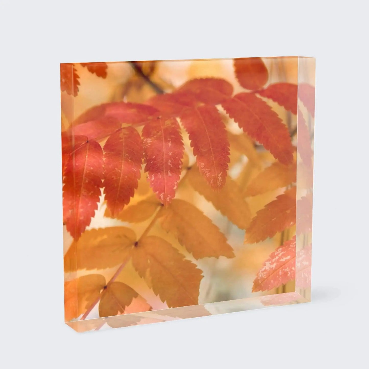 Fall leaves at Lake Tahoe acrylic block shelf decor by Lisa Blount