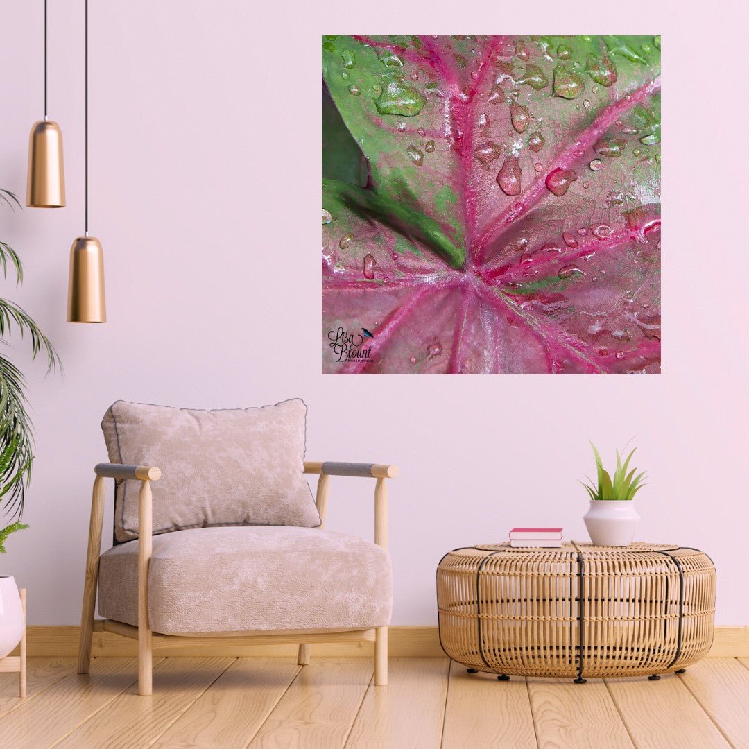 Macro large art of a pink caladium leaf with water droplets. This large art is hanging on a light pink wall with cream furniture and a boho feel with wicker table.