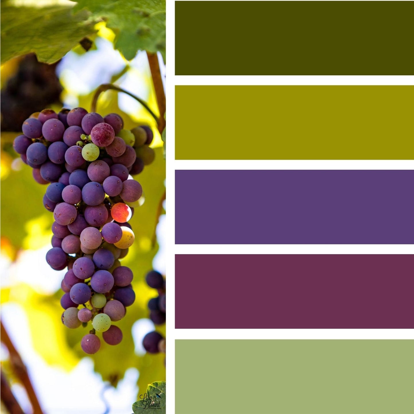 Color palette inspired by Napa Valley grape photograph featuring shades of purple, burgundy, olive green, and soft yellow-green.