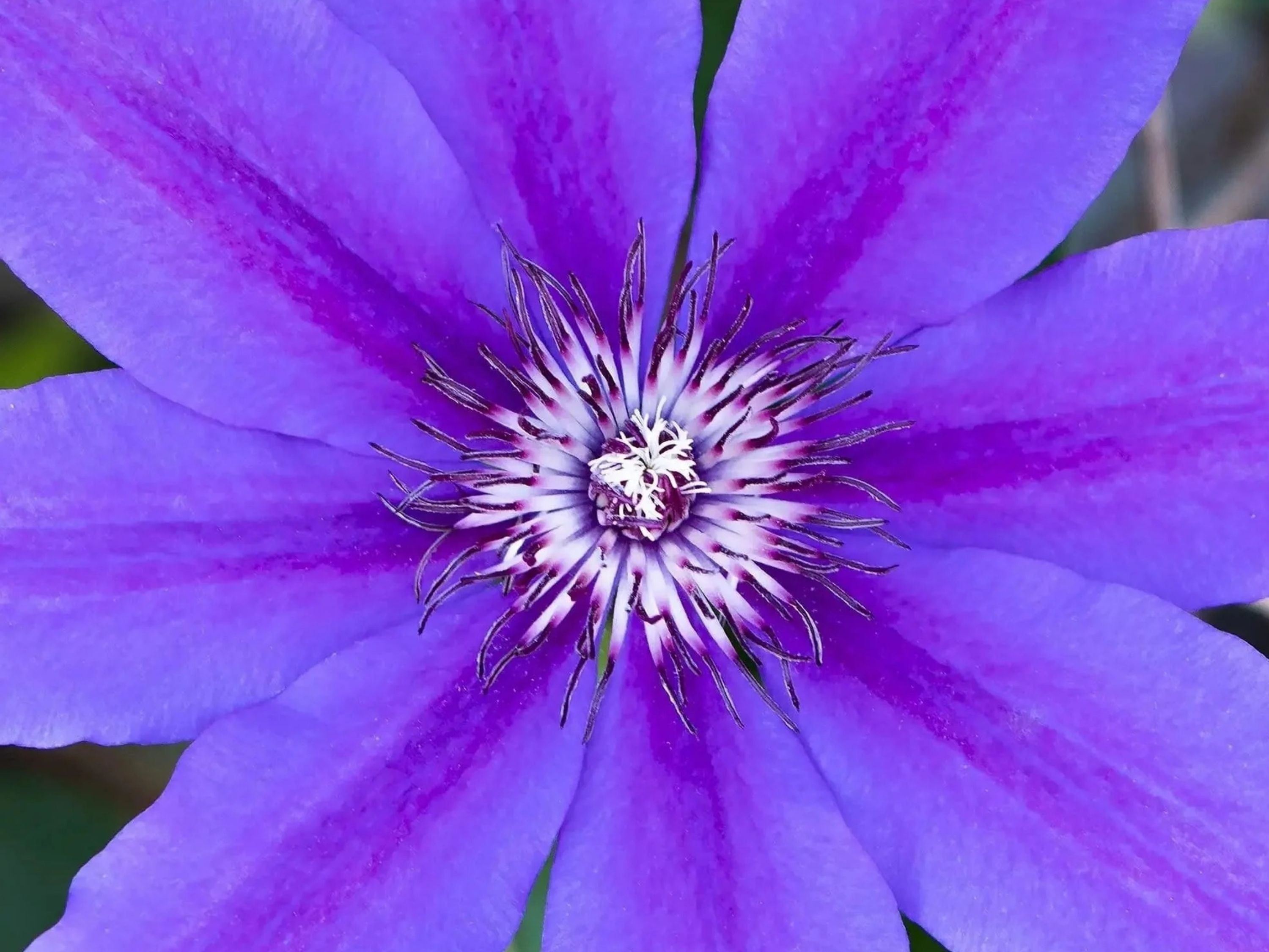 Close-up of a purple flower with a detailed center