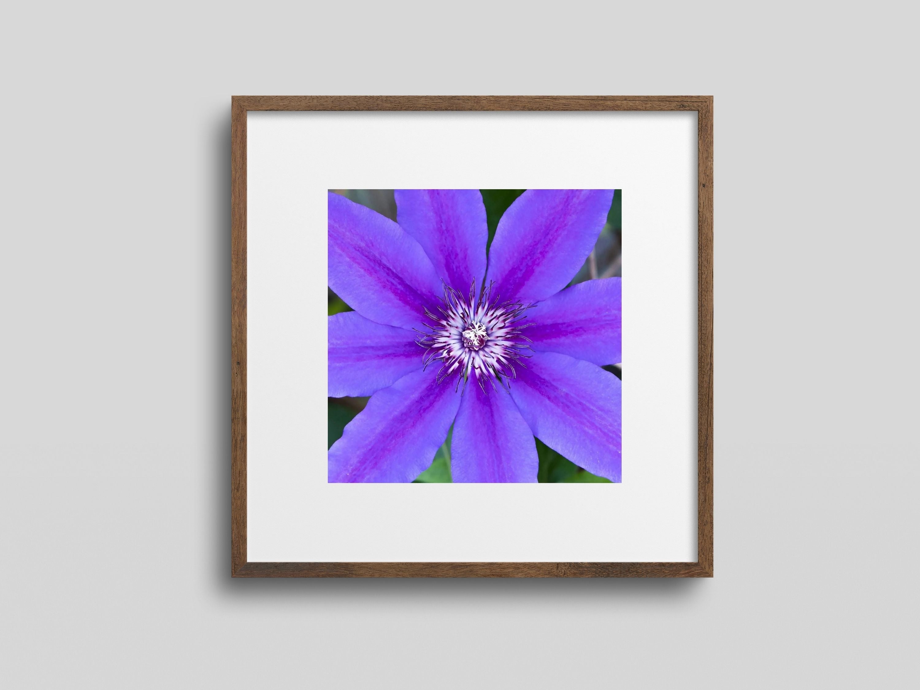 Framed photograph of a purple flower on a gray background