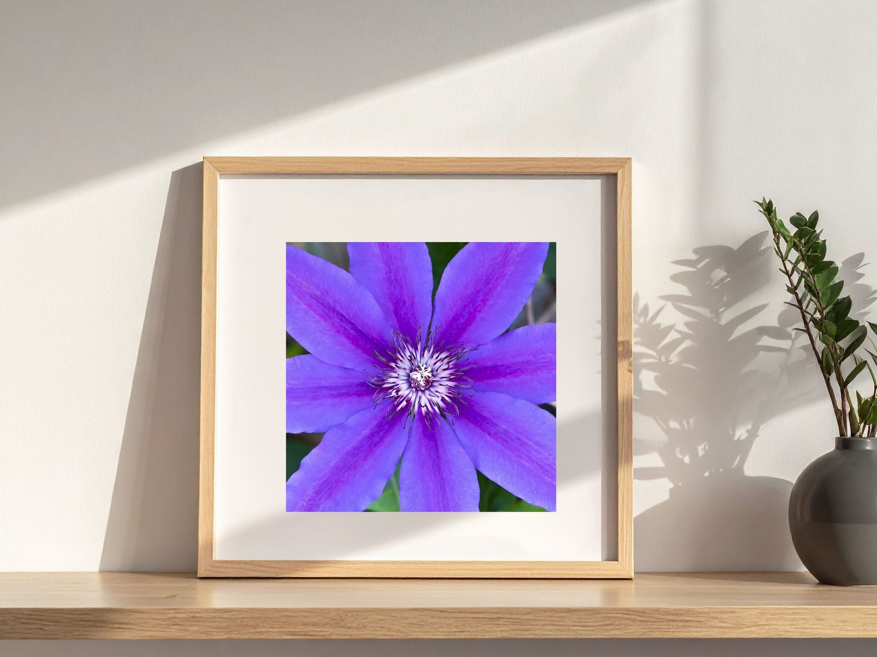 Framed photograph of a purple clematis flower on a wooden shelf with a plant in the background
