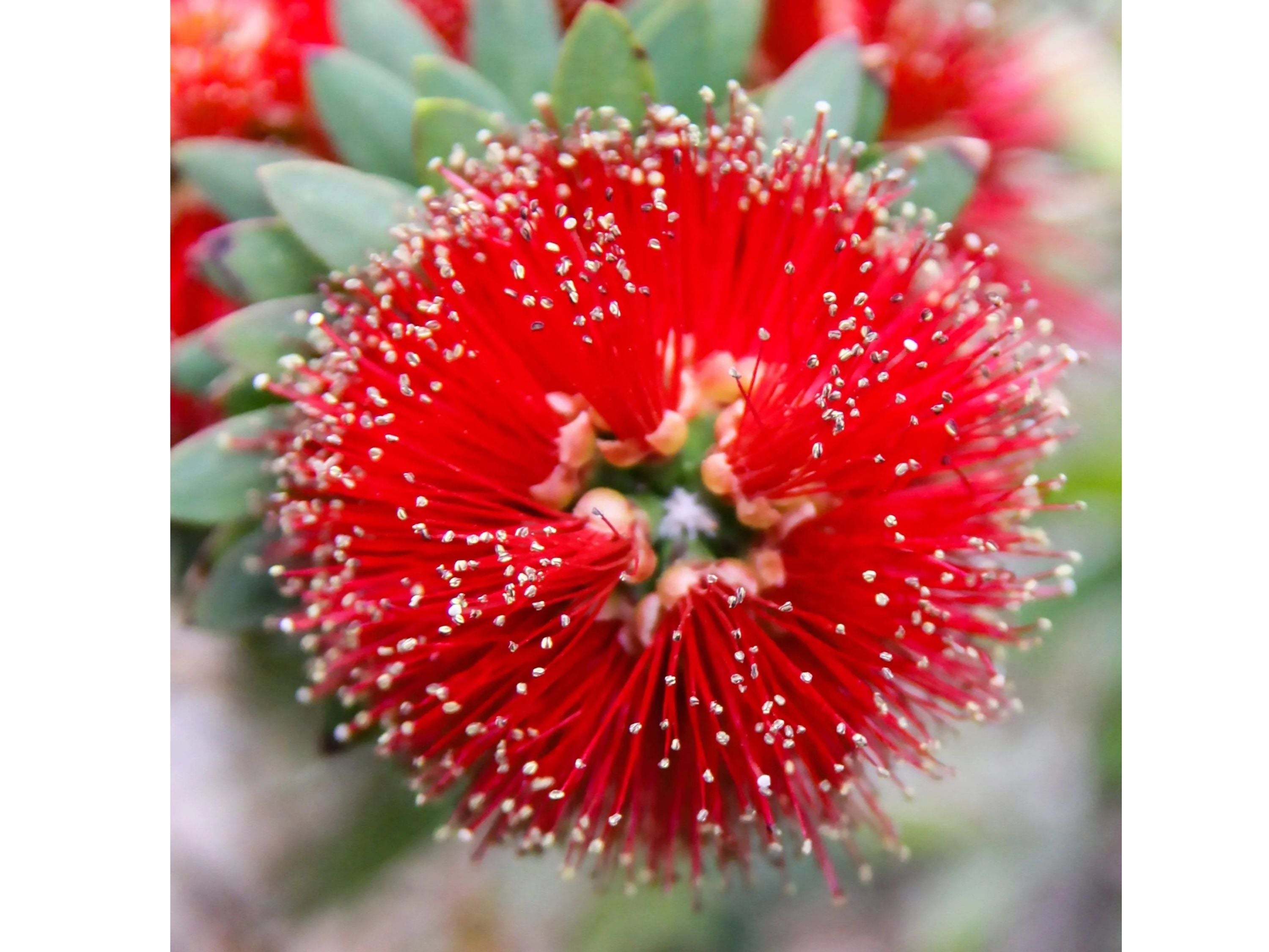 Square desert-modern botanical wall art featuring bright red bottlebrush flower