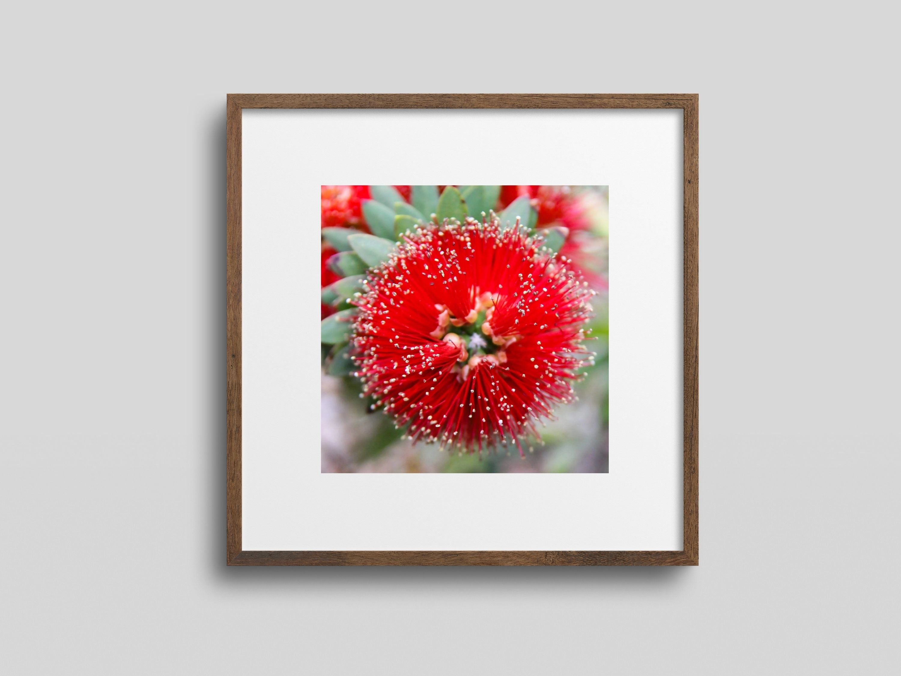 Red bottlebrush desert flower wall art in white mat and wood frame styled in modern southwest interior