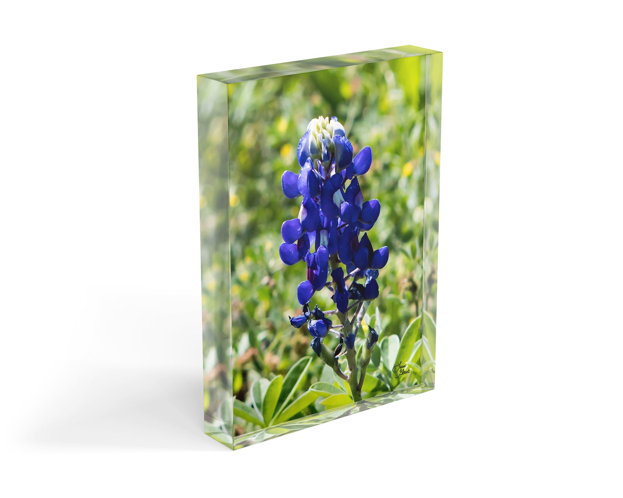 Texas Bluebonnet fine art photography acrylic block shelf decor 5x7