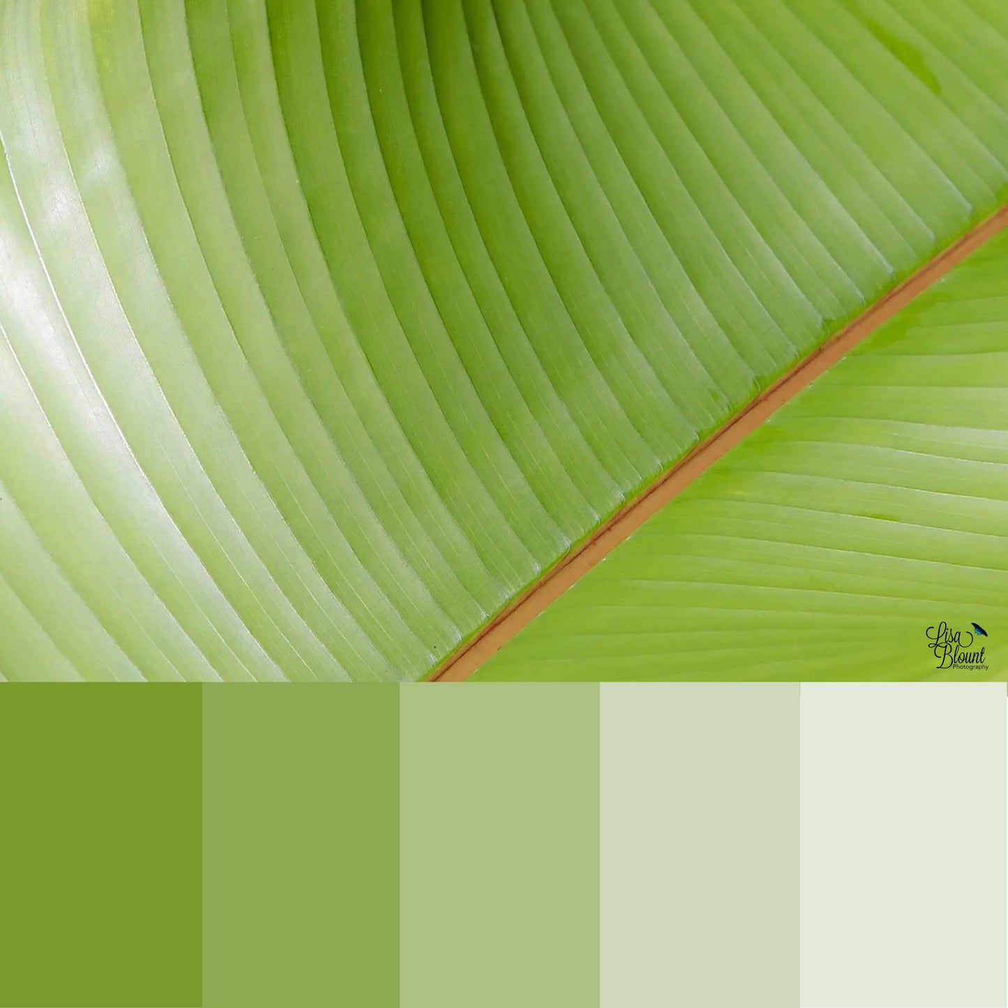 color palette for a tropical bright green abstract leaf 