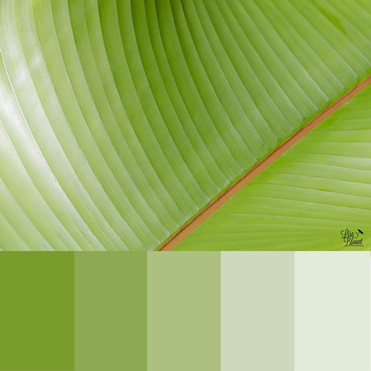 color palette for a tropical bright green abstract leaf