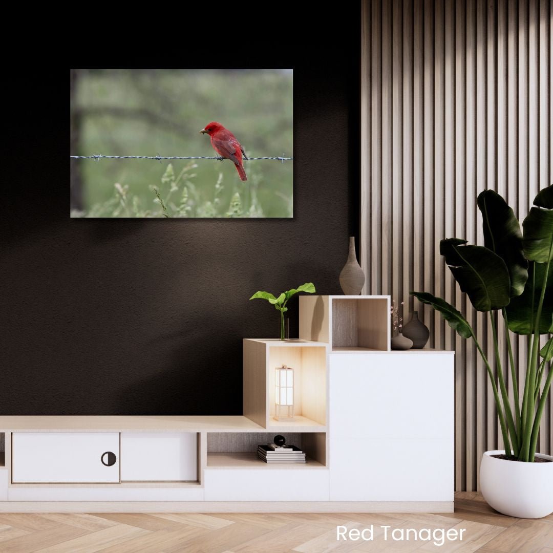 Red Summer Tanager bird wall art displayed in a modern room with dark wall and neutral wood decor