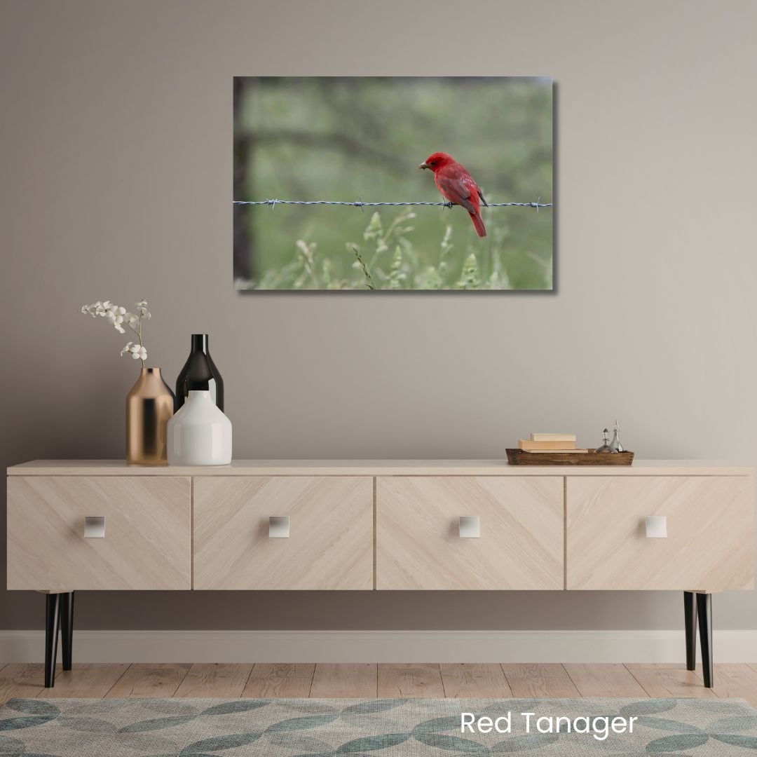 Red Summer Tanager bird wall art in a calm neutral room with light wood console and soft decor