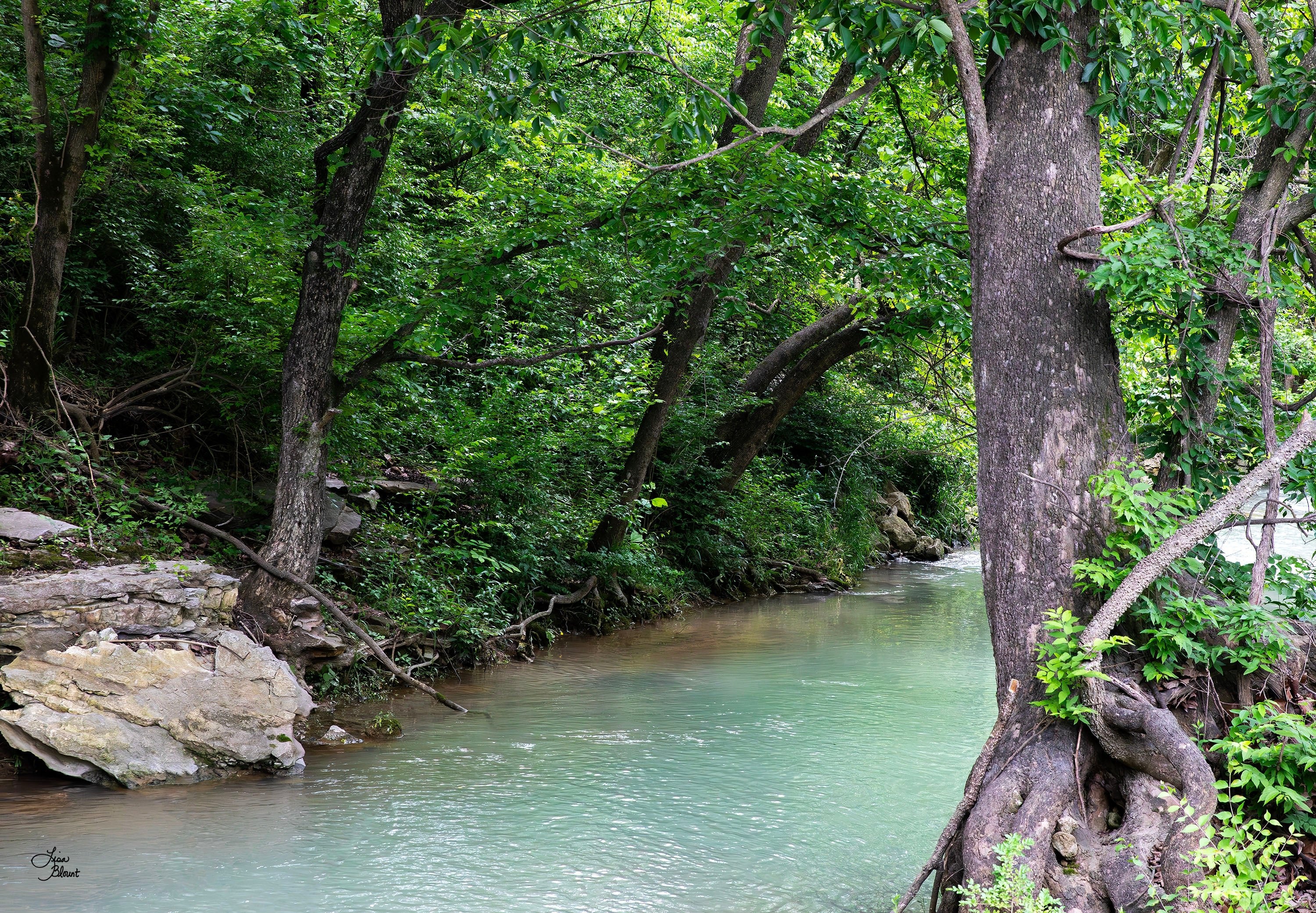 Arkansas creek wall art featuring Spring Creek Stillness with woodland trees, soft green water, layered rock, and a quiet bend in Northwest Arkansas.