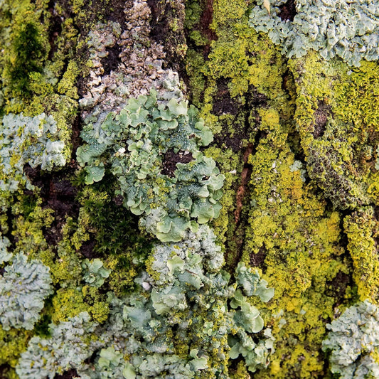 Bright green and teal moss lichen on tree bark