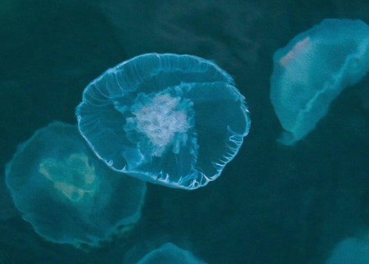 Jellyfish floating in resurrection bay Alaska - oil filter applied to photography in teal