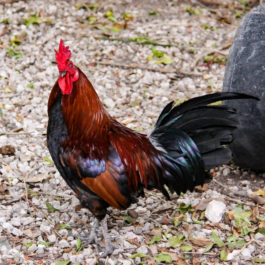 Banty Rooster posing for a photo opportunity in Key West