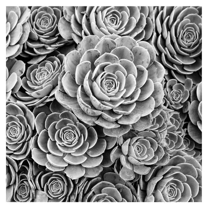 Photo of Hen and Chicks Succulent in Black and White art