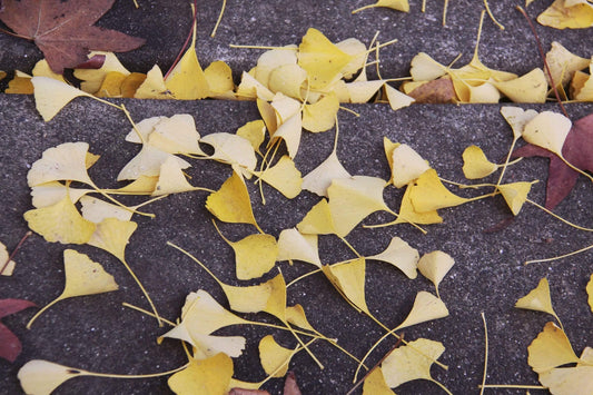 Large 40x30 art of Yellow ginkgo leaves fallen on a sidewalk in St Helena California