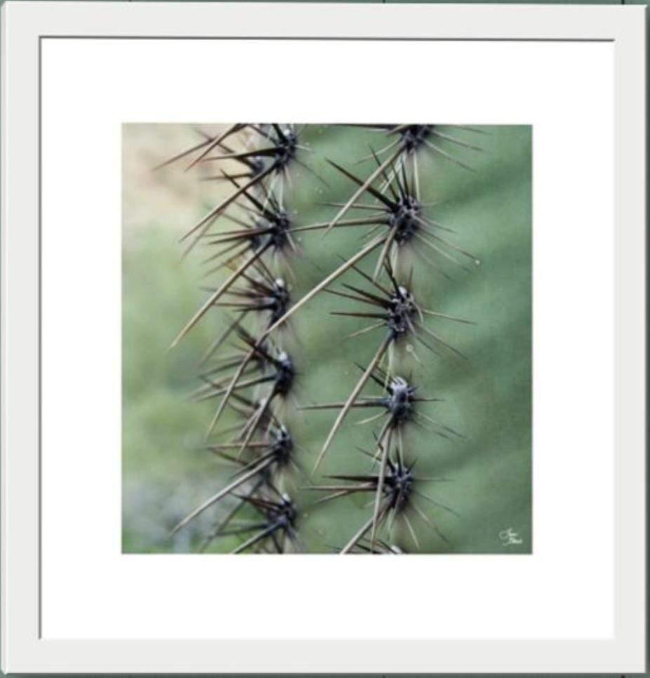cactus green sharp spikes abstract macro desert fine art photography home office wall art decor frame