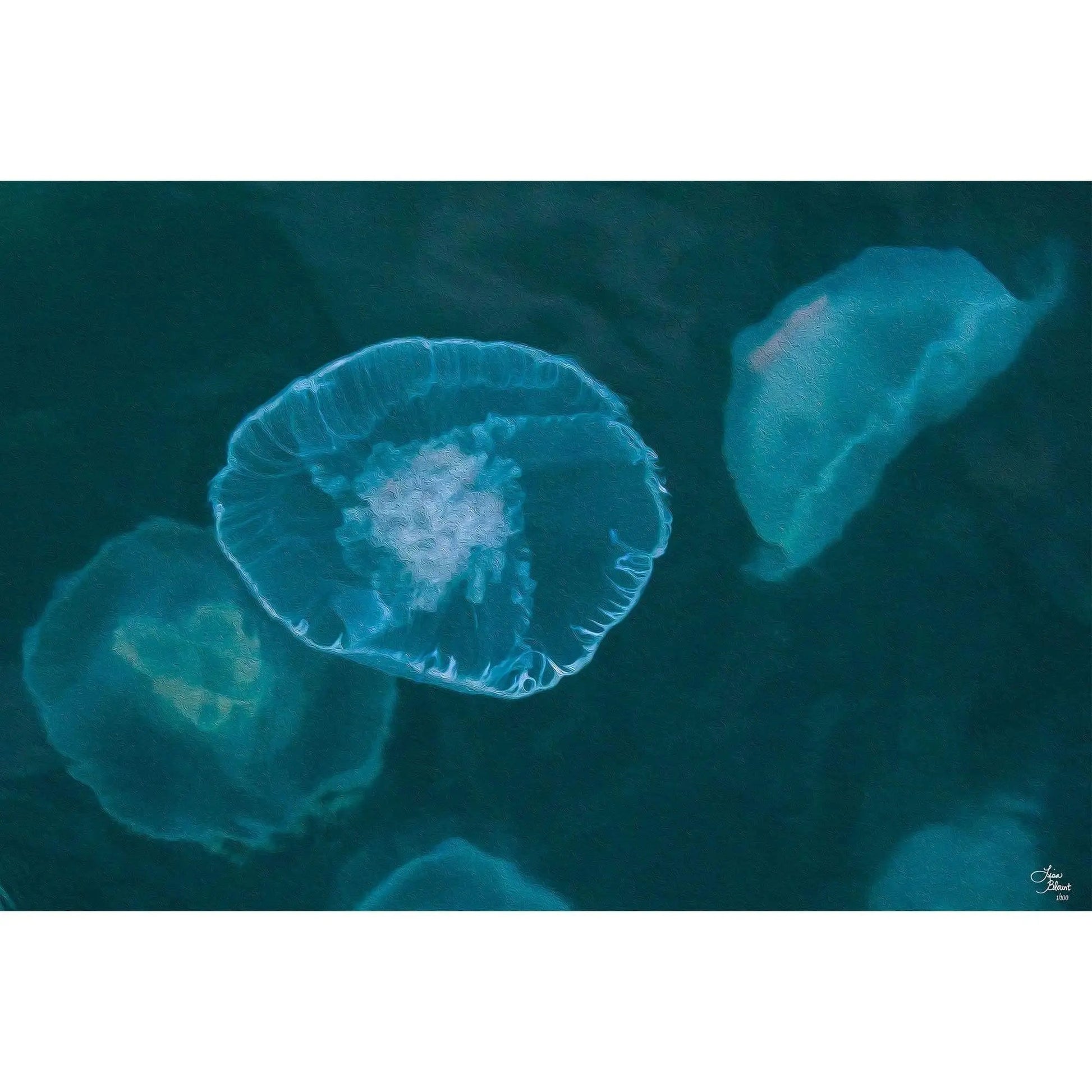 Jellyfish fine art Resurrection Bay Alaska  artistic oil filter photography