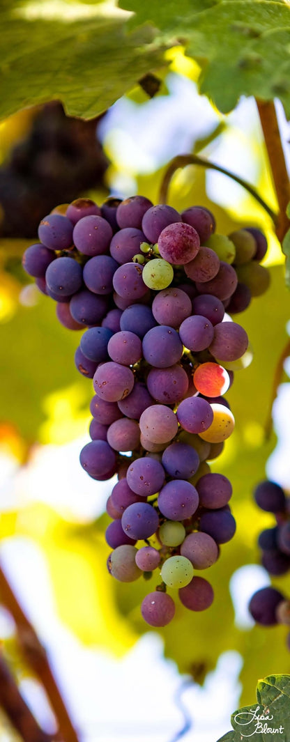 Close-up of multicolored purple grapes hanging from a vine home decor wall art