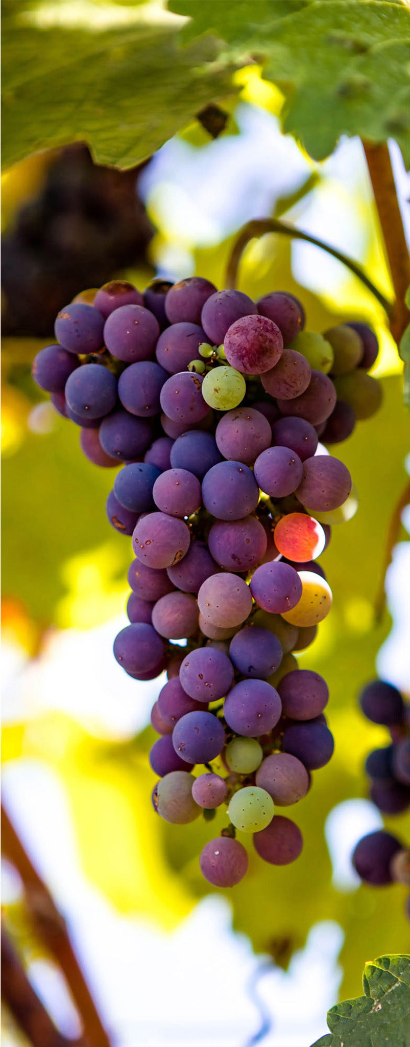 Fine art close-up of Napa Valley grape clusters glowing in golden light—deep purples and fresh green leaves printed on TruLife® acrylic. Limited edition wine country wall art.