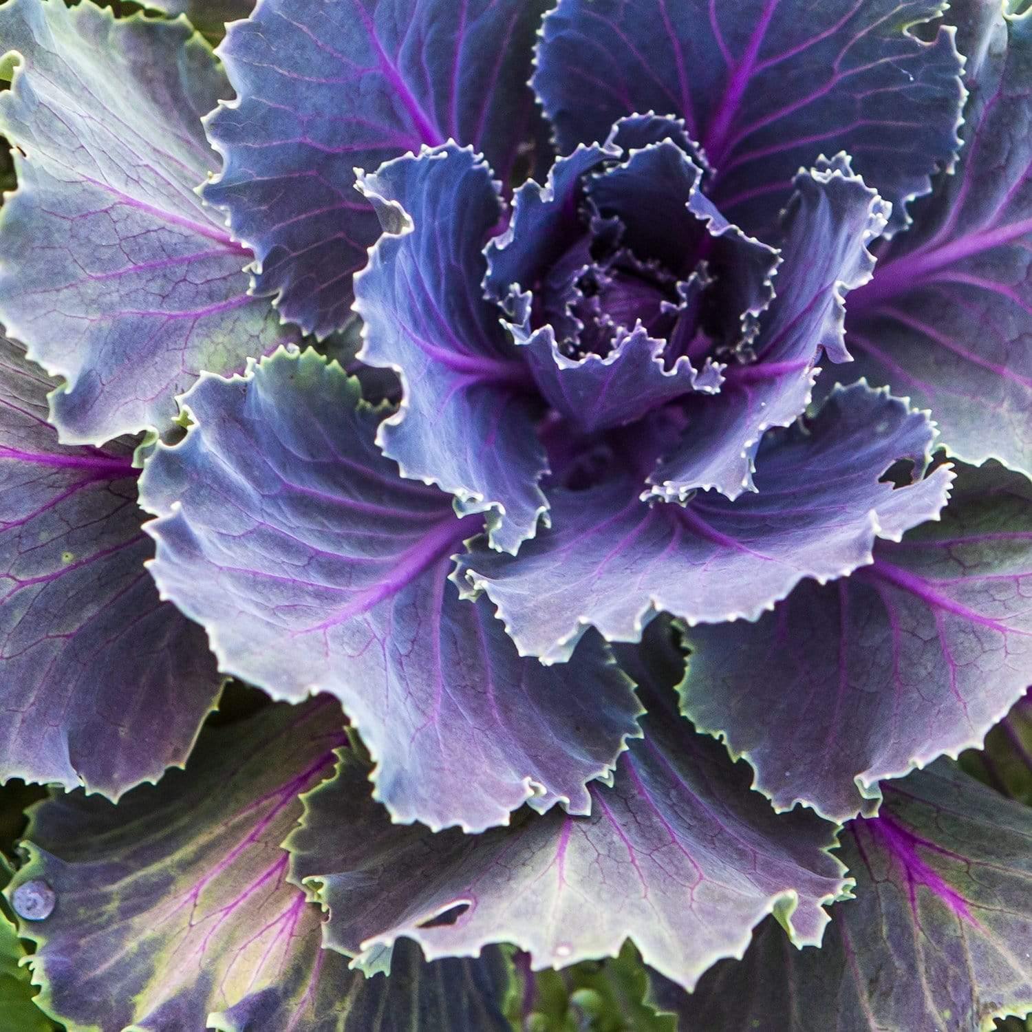 Square closeup of purple cabbage with pink veins containing a small drop of water