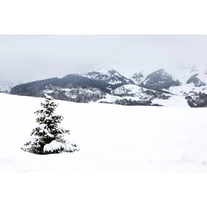 Snow covered pine tree in Crested Butte Colorado wall art