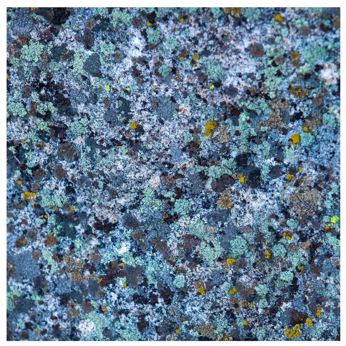 Abstract photo art of blue lichen attached to a rock in Lake Tahoe Nevada