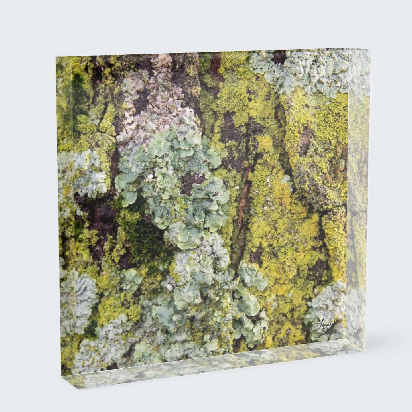 Acrylic block art of green moss lichen on tree bark