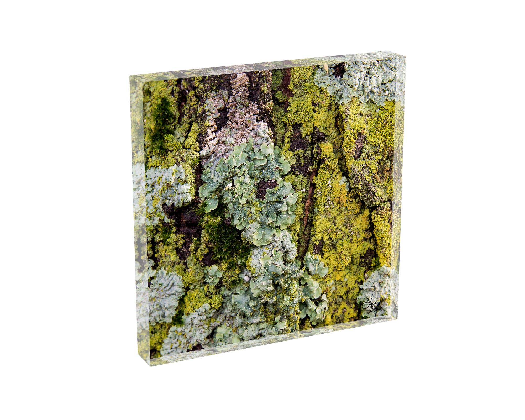 Tree lichen acrylic block—abstract green and seafoam textures, freestanding desk art by Lisa Blount.
Polished-edge acrylic photo block showing dimensional, glass-like depth