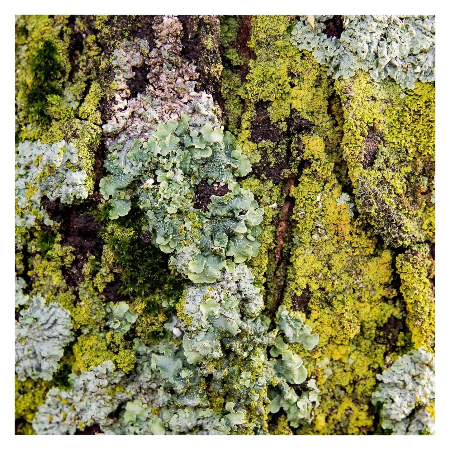 Photograph of bright green and teal moss lichen on tree bark