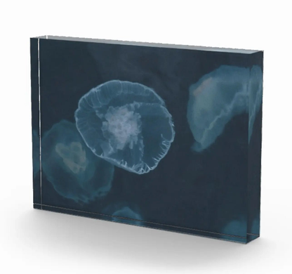 7x5 navy Alaskan jellyfish shelf decor acrylic block