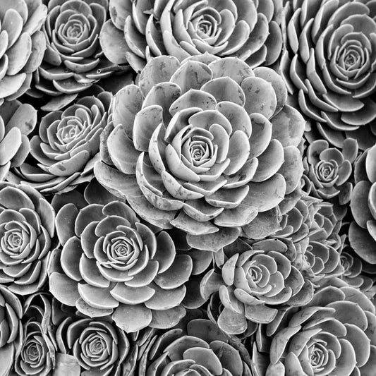 Black and white photograph print of hen and chicks succulent