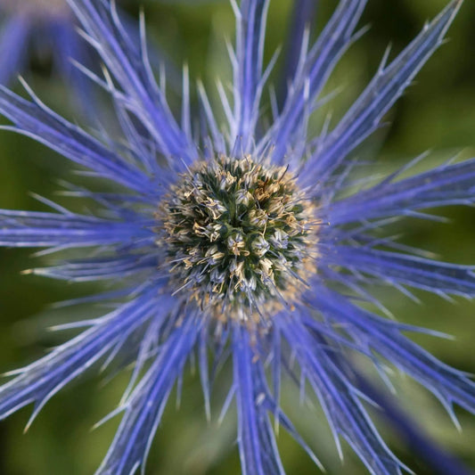 mediterranean blue sea holly flower fine art by photography wall art home office