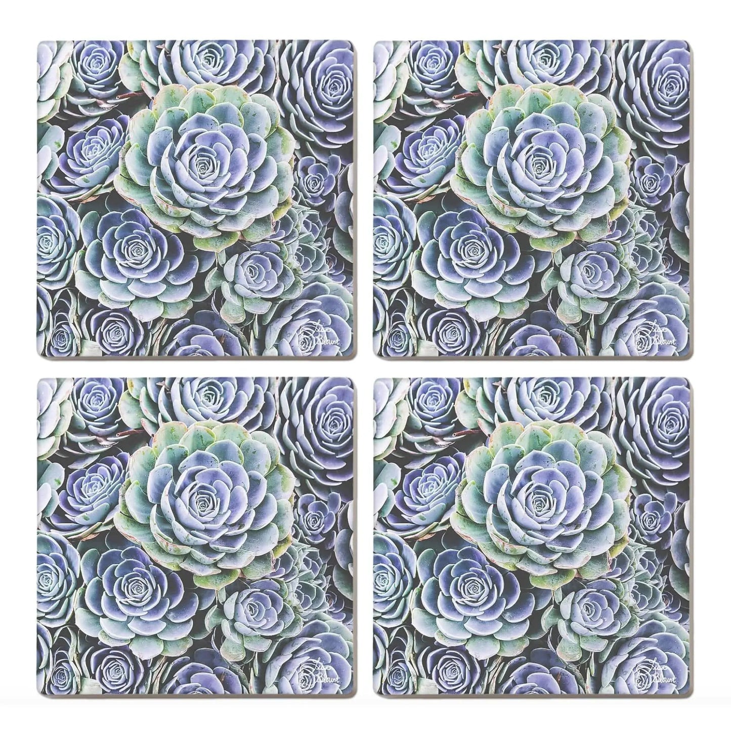 Blue hen chicks succulent coaster set of 4 fine art photography by Lisa Blount