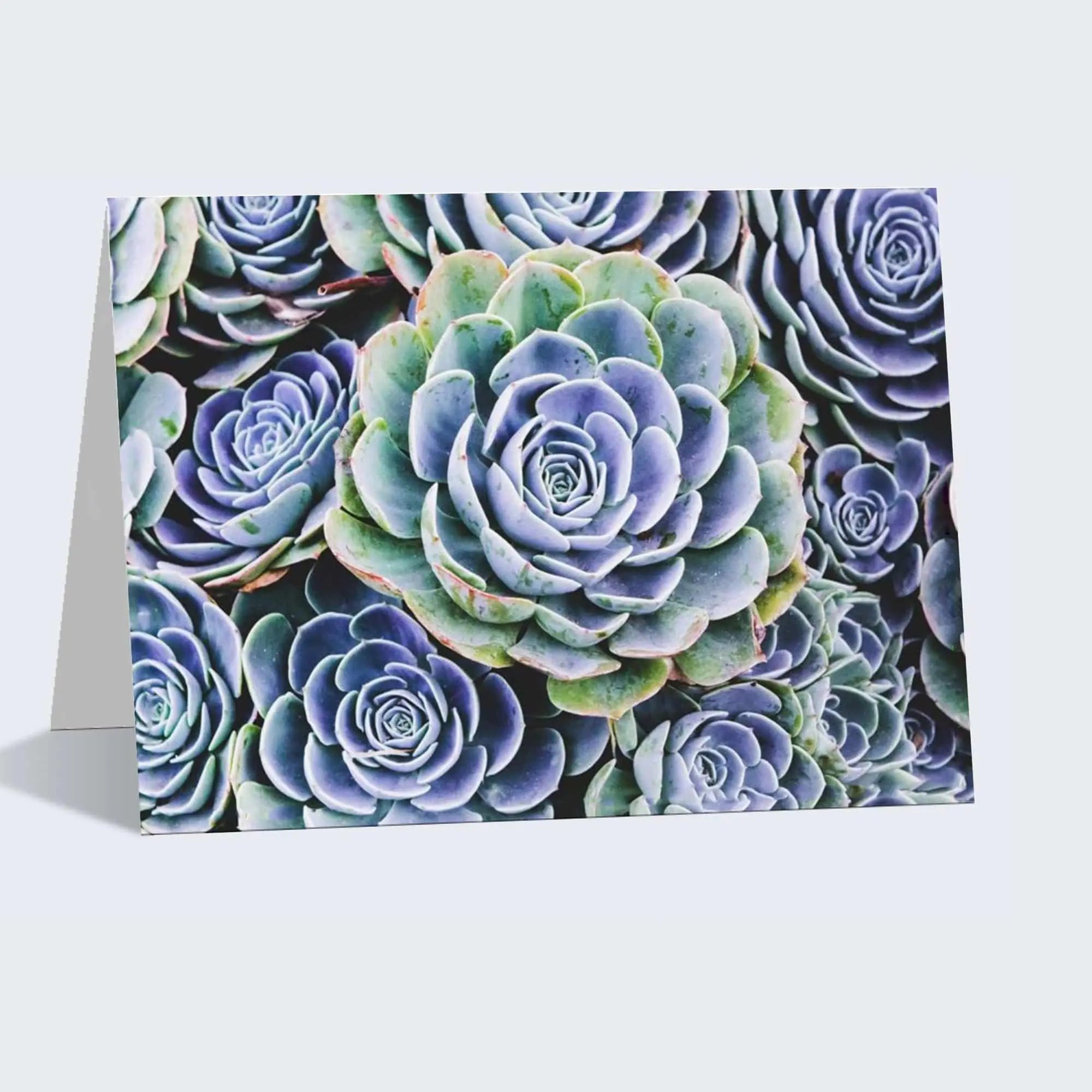 succulent blue note card hen chicks linen Lisa Blount nature