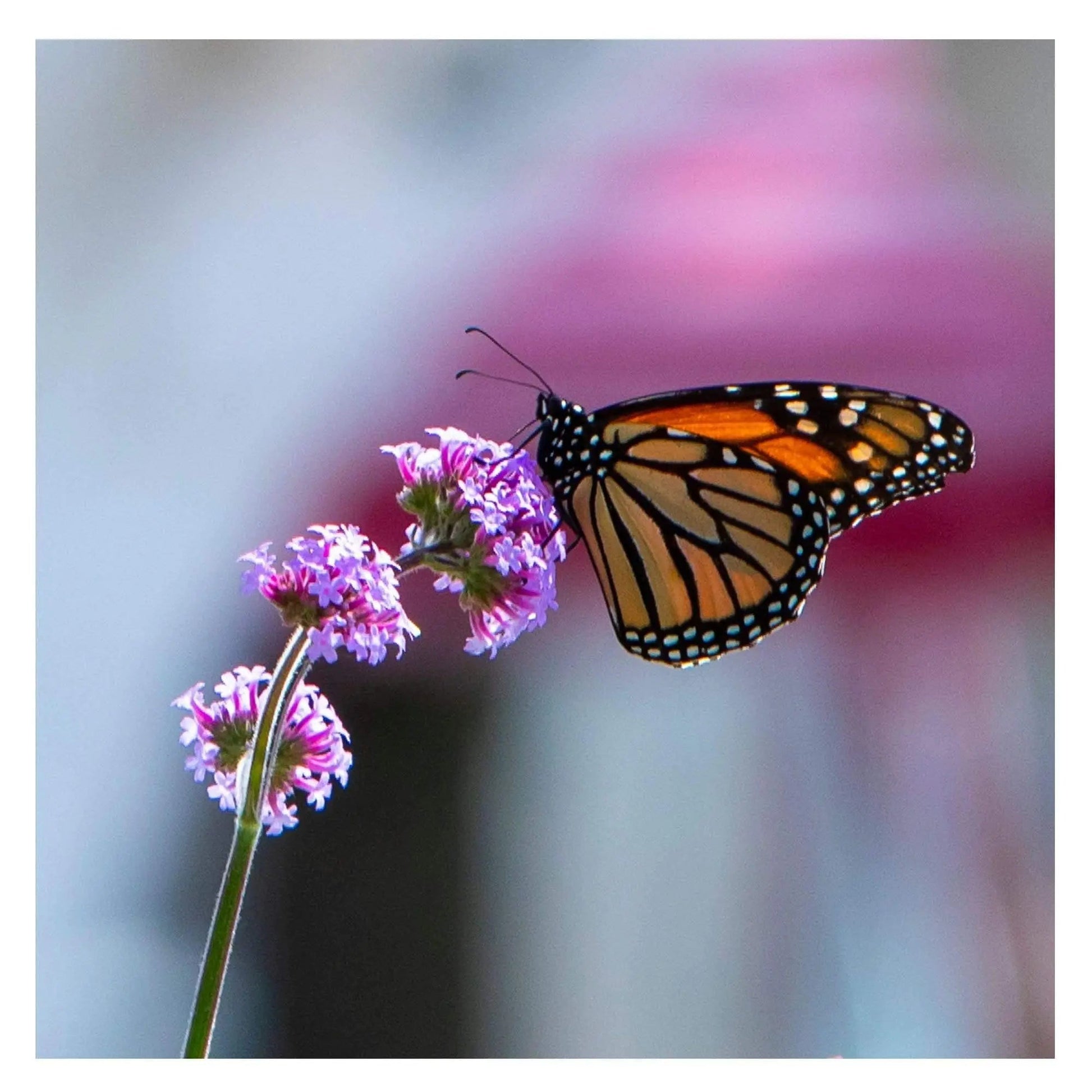 color of a monarch butterfly in nature flower fine art photography wall art home office decor