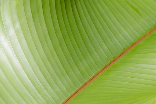 Nature created green abstract banana leaf art photography by Lisa Blount