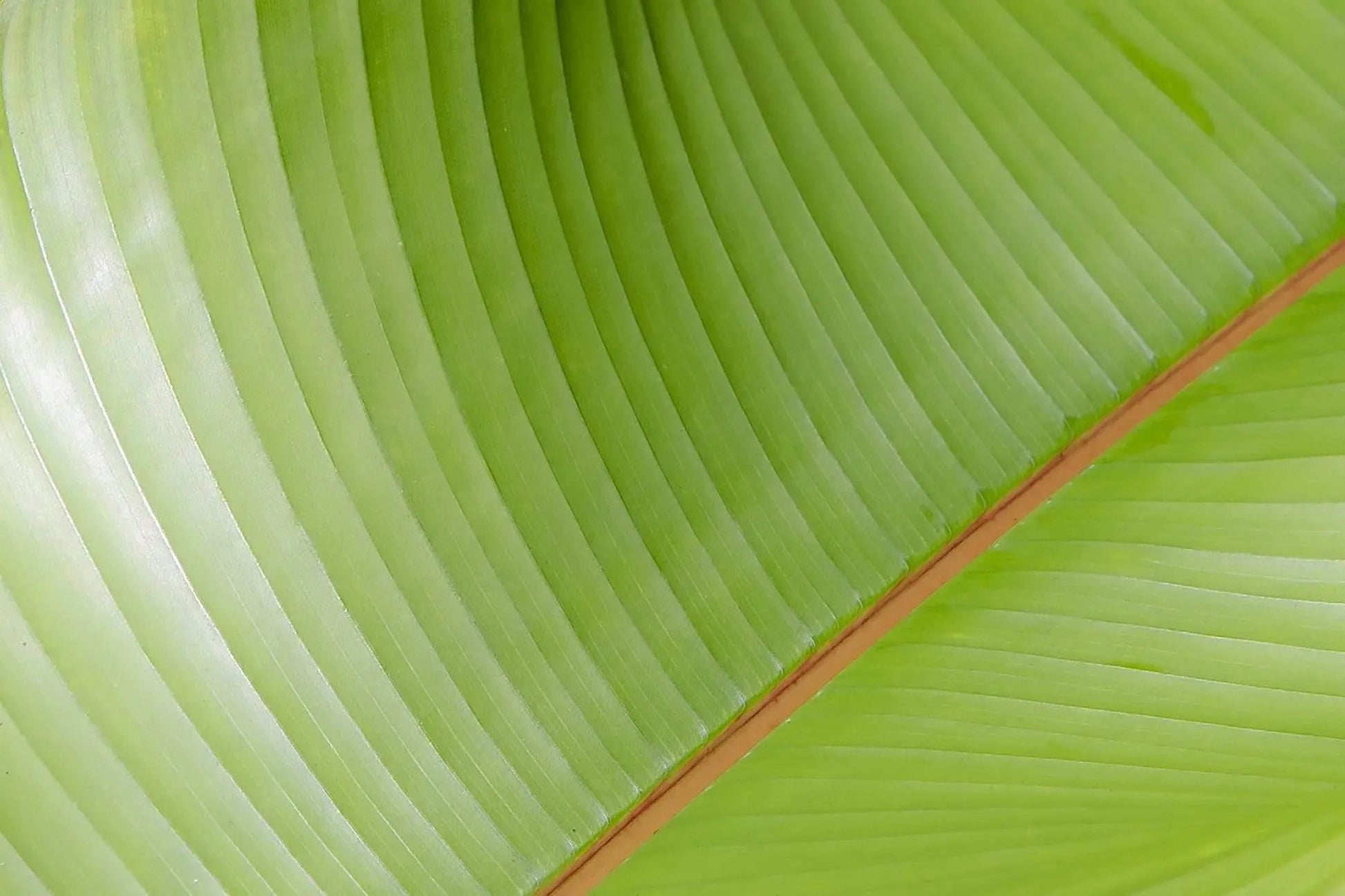 Banana Leaves color bright green orange abstract fine art photography