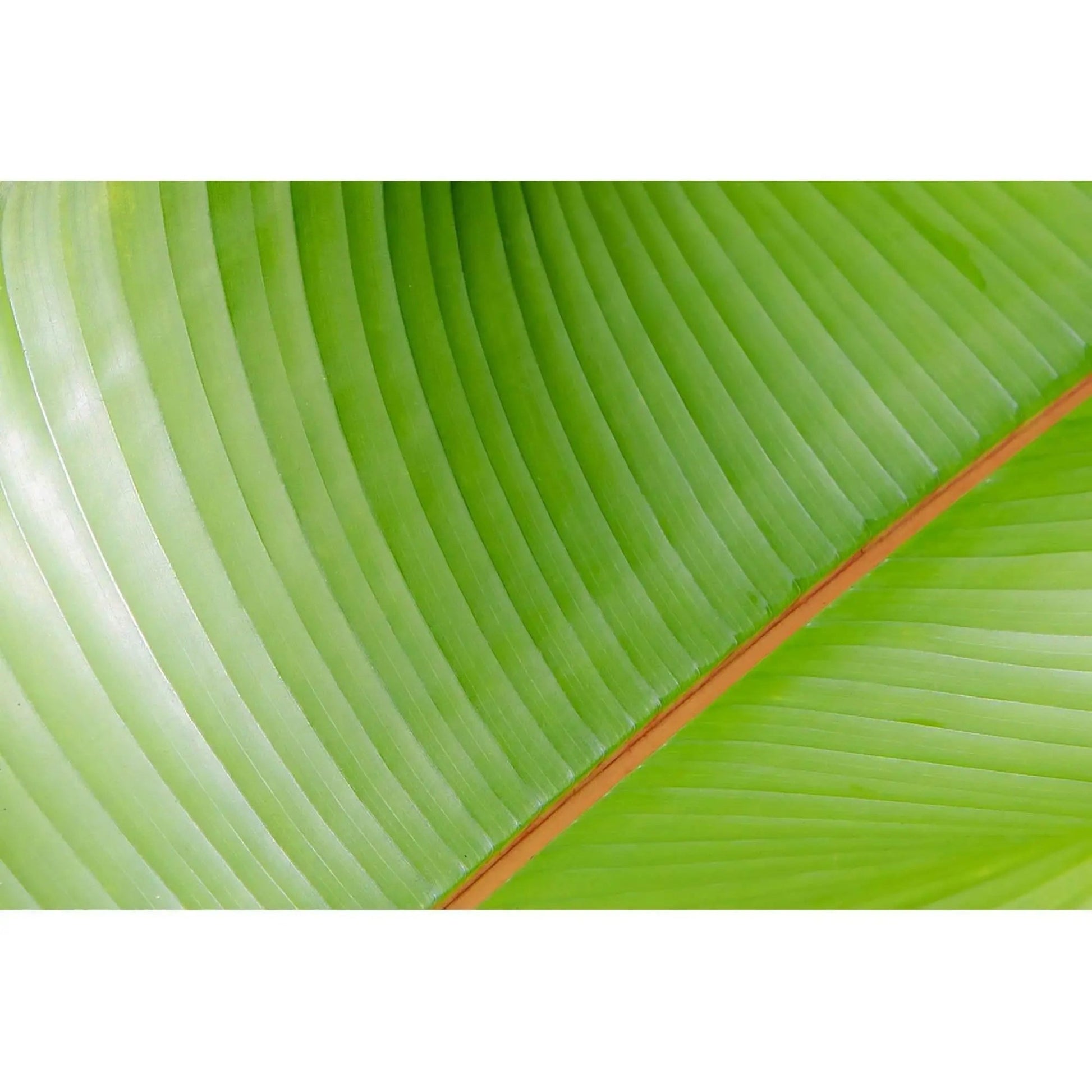 Banana Leaves color bright green orange abstract fine art photography