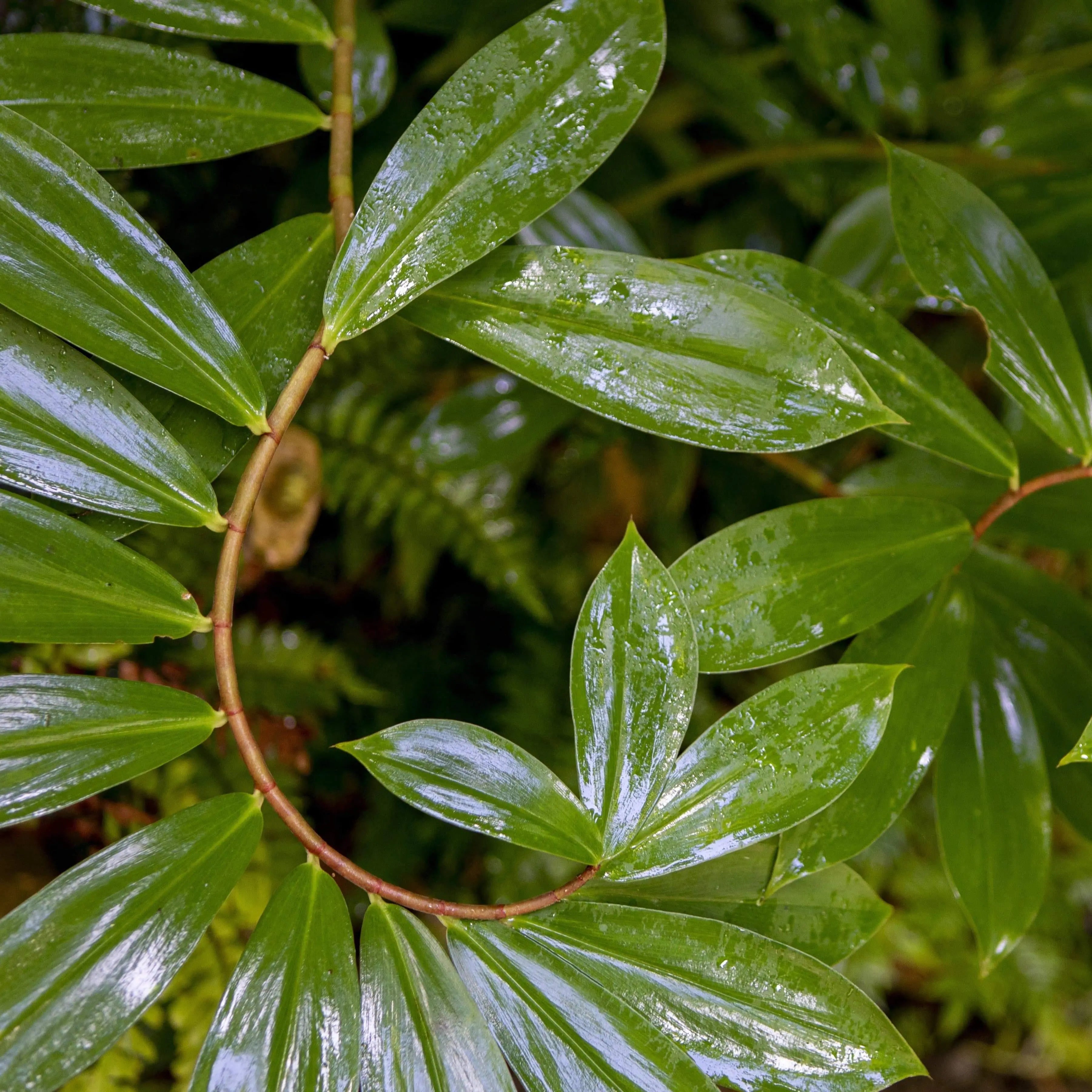 Spiral ginger leaf curve with raindrops — green abstract botanical wall art, St. Lucia. Lush green leaves create abstract botanical Fine art photography print of the Spiral Ginger plant's vibrant green spiraling leaves.